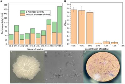 Isolation of starch and protein degrading strain Bacillus subtilis FYZ1-3 from tobacco waste and genomic analysis of its tolerance to nicotine and inhibition of fungal growth